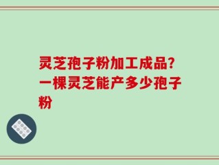 灵芝孢子粉加工成品？一棵灵芝能产多少孢子粉