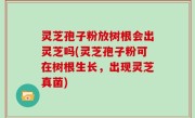 灵芝孢子粉放树根会出灵芝吗(灵芝孢子粉可在树根生长，出现灵芝真菌)