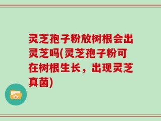 灵芝孢子粉放树根会出灵芝吗(灵芝孢子粉可在树根生长，出现灵芝真菌)