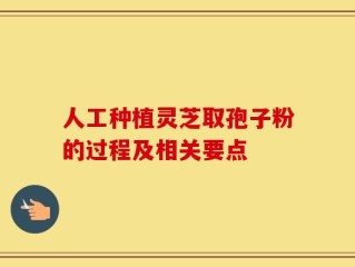 人工种植灵芝取孢子粉的过程及相关要点