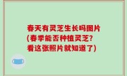 春天有灵芝生长吗图片(春季能否种植灵芝？看这张照片就知道了)