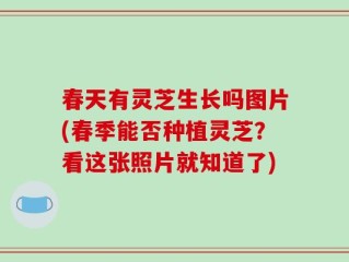 春天有灵芝生长吗图片(春季能否种植灵芝？看这张照片就知道了)