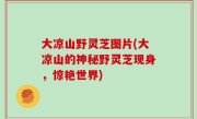 大凉山野灵芝图片(大凉山的神秘野灵芝现身，惊艳世界)