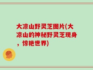 大凉山野灵芝图片(大凉山的神秘野灵芝现身，惊艳世界)