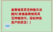 桑黄槐耳灵芝种植方法图片(掌握桑黄槐耳灵芝种植技巧，轻松种出高产的灵芝！)