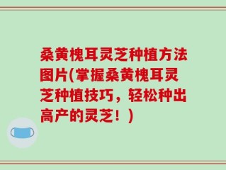 桑黄槐耳灵芝种植方法图片(掌握桑黄槐耳灵芝种植技巧，轻松种出高产的灵芝！)