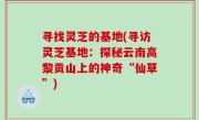 寻找灵芝的基地(寻访灵芝基地：探秘云南高黎贡山上的神奇“仙草”)