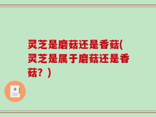 灵芝是磨菇还是香菇(灵芝是属于磨菇还是香菇？)