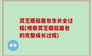 灵芝蘑菇菌包生长全过程(观察灵芝蘑菇菌包的完整成长过程)