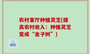 农村客厅种植灵芝(提高农村收入：种植灵芝变成“金子树”)