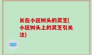 长在小区树头的灵芝(小区树头上的灵芝引关注)