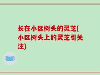 长在小区树头的灵芝(小区树头上的灵芝引关注)