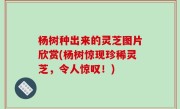 杨树种出来的灵芝图片欣赏(杨树惊现珍稀灵芝，令人惊叹！)