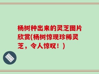 杨树种出来的灵芝图片欣赏(杨树惊现珍稀灵芝，令人惊叹！)