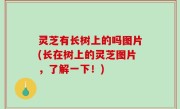 灵芝有长树上的吗图片(长在树上的灵芝图片，了解一下！)