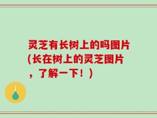 灵芝有长树上的吗图片(长在树上的灵芝图片，了解一下！)