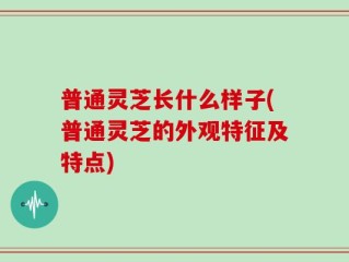 普通灵芝长什么样子(普通灵芝的外观特征及特点)