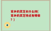 家乡的灵芝长什么样(家乡的灵芝特点有哪些？)