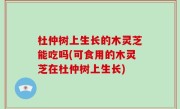 杜仲树上生长的木灵芝能吃吗(可食用的木灵芝在杜仲树上生长)