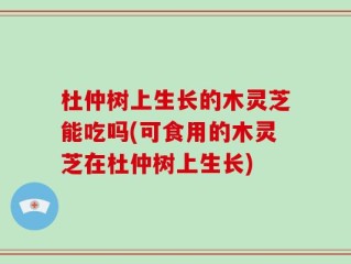 杜仲树上生长的木灵芝能吃吗(可食用的木灵芝在杜仲树上生长)