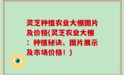灵芝种植农业大棚图片及价格(灵芝农业大棚：种植秘诀、图片展示及市场价格！)