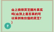 山上摘得灵芝图片真实吗(山顶上是否真的可以采到有价值的灵芝？)