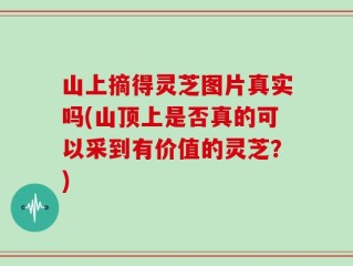 山上摘得灵芝图片真实吗(山顶上是否真的可以采到有价值的灵芝？)