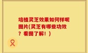 培植灵芝效果如何样呢图片(灵芝有哪些功效？看图了解！)