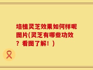 培植灵芝效果如何样呢图片(灵芝有哪些功效？看图了解！)