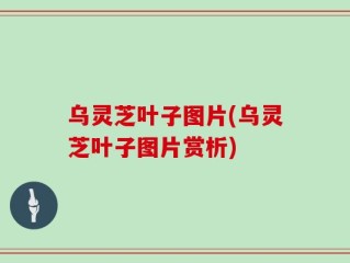 乌灵芝叶子图片(乌灵芝叶子图片赏析)