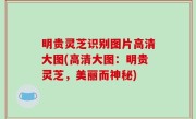 明贵灵芝识别图片高清大图(高清大图：明贵灵芝，美丽而神秘)