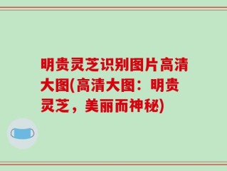 明贵灵芝识别图片高清大图(高清大图：明贵灵芝，美丽而神秘)