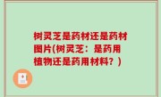 树灵芝是药材还是药材图片(树灵芝：是药用植物还是药用材料？)