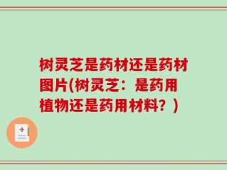 树灵芝是药材还是药材图片(树灵芝：是药用植物还是药用材料？)