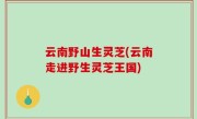 云南野山生灵芝(云南走进野生灵芝王国)