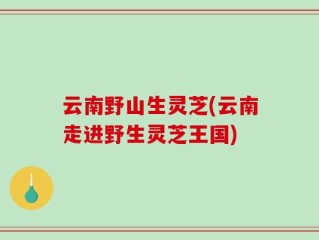 云南野山生灵芝(云南走进野生灵芝王国)