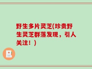 野生多片灵芝(珍贵野生灵芝群落发现，引人关注！)