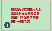 摘完整的灵芝图片大全高清(全方位呈现灵芝美图！50张高清清新照片一网打尽)