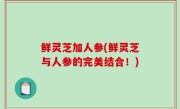 鲜灵芝加人参(鲜灵芝与人参的完美结合！)