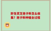 野生灵芝孢子粉怎么收集？孢子粉种植全过程