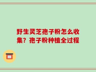野生灵芝孢子粉怎么收集？孢子粉种植全过程