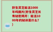 野生灵芝能活1000年吗图片(野生灵芝长寿秘密揭开：能活1000年的秘诀是什么？)