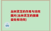 丛树灵芝的作用与功效图片(丛林灵芝的健康益处和功效)