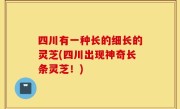 四川有一种长的细长的灵芝(四川出现神奇长条灵芝！)