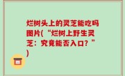 烂树头上的灵芝能吃吗图片(“烂树上野生灵芝：究竟能否入口？”)