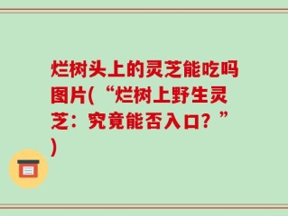 烂树头上的灵芝能吃吗图片(“烂树上野生灵芝：究竟能否入口？”)