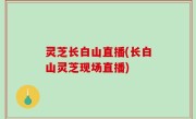 灵芝长白山直播(长白山灵芝现场直播)