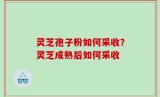 灵芝孢子粉如何采收？灵芝成熟后如何采收