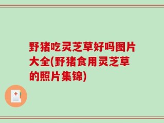 野猪吃灵芝草好吗图片大全(野猪食用灵芝草的照片集锦)