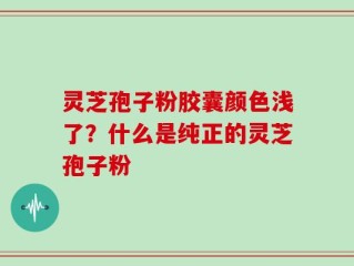 灵芝孢子粉胶囊颜色浅了？什么是纯正的灵芝孢子粉